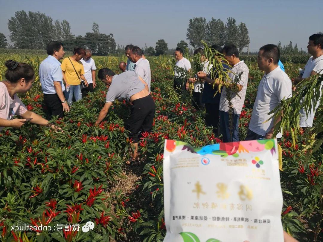 Haoguofeng has obvious effect on color change and yield increase in pepper